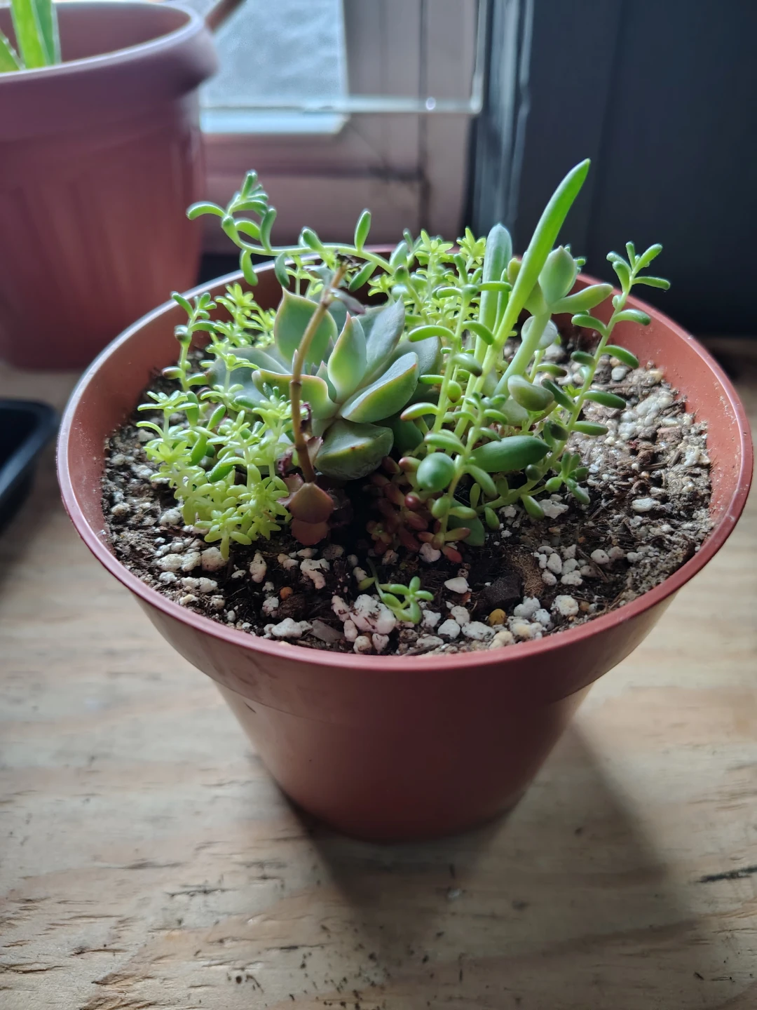 Succulent Plant Arrangement in Brown Pot $15 - photo 2