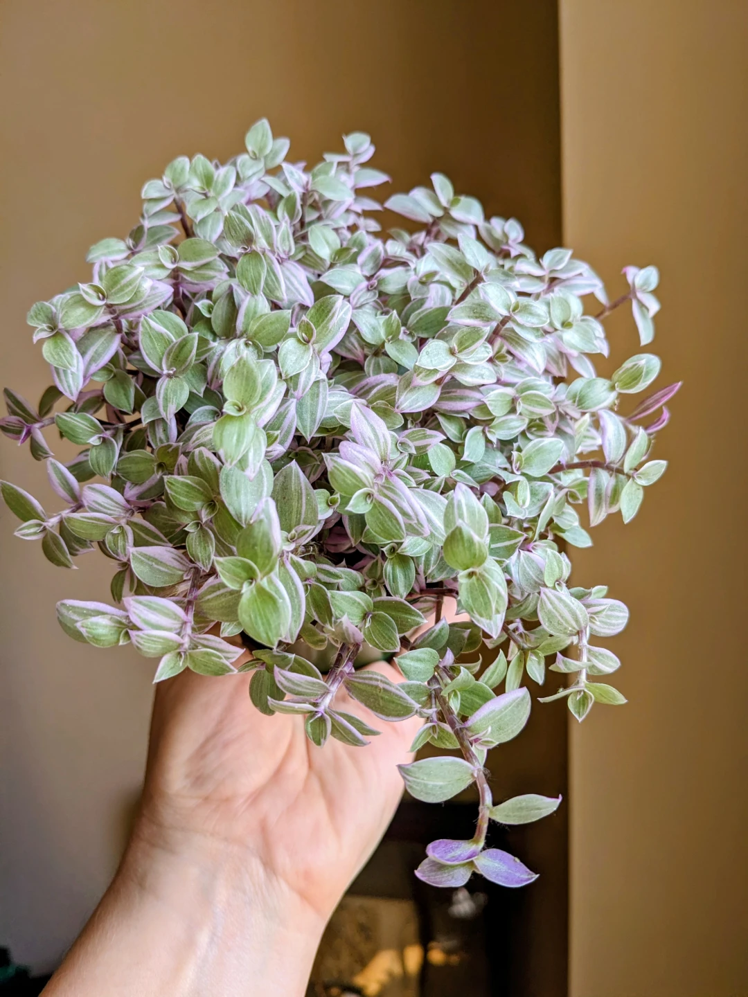 Assorted House/ Indoor Plants - photo 2