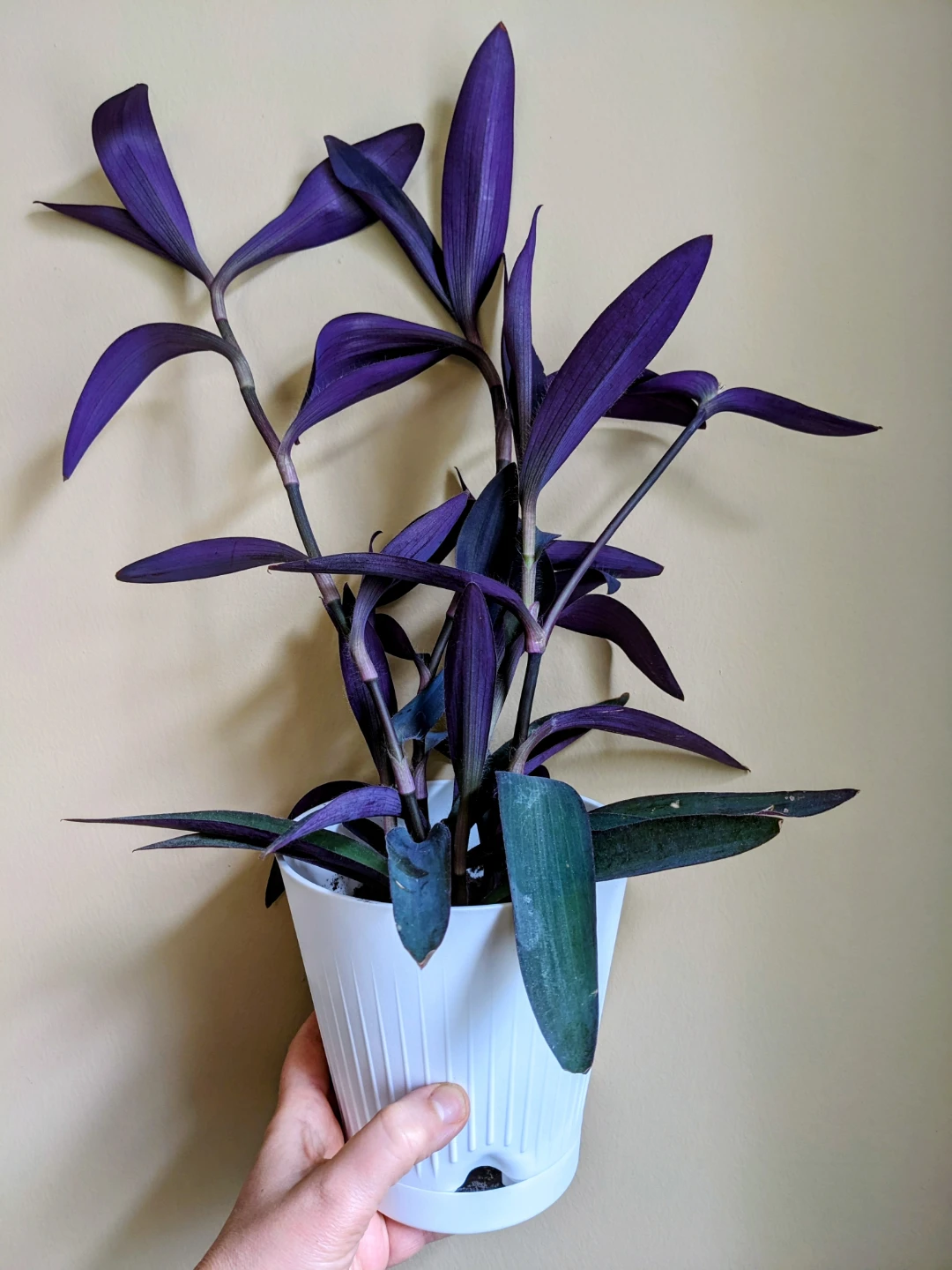 Assorted House/ Indoor Plants