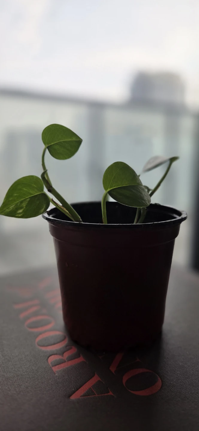 Pothos Plant in Brown Pot