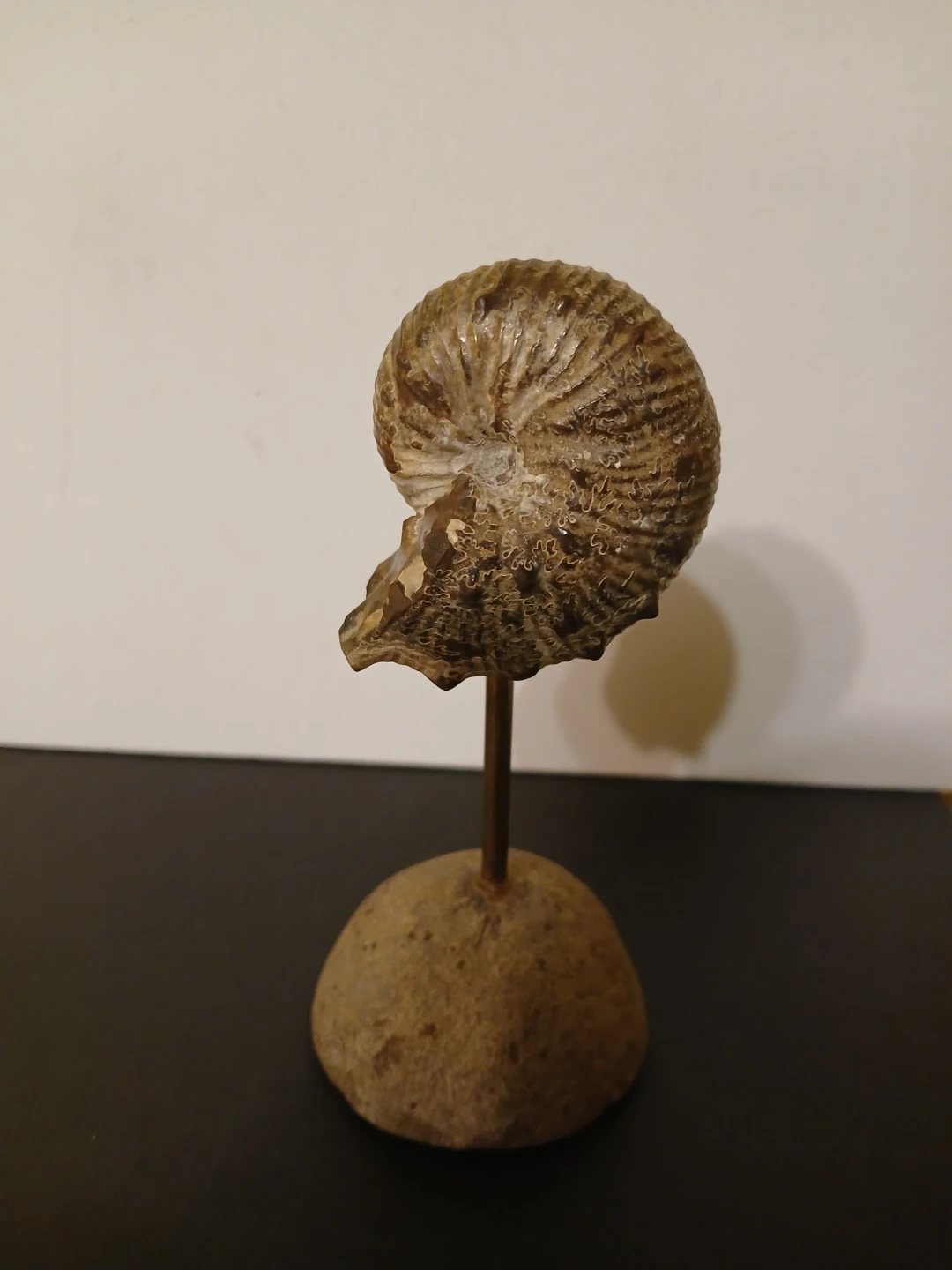 Ammonite Fossil on Stand - photo 2