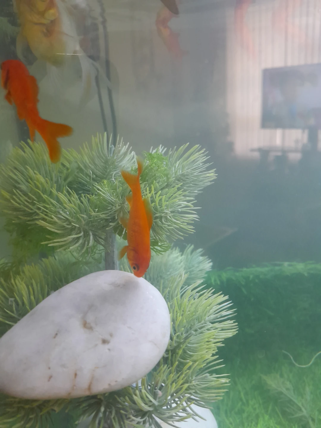 Two Orange Goldfish