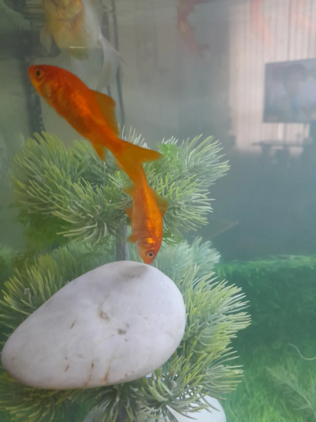 Two Orange Goldfish - photo 2