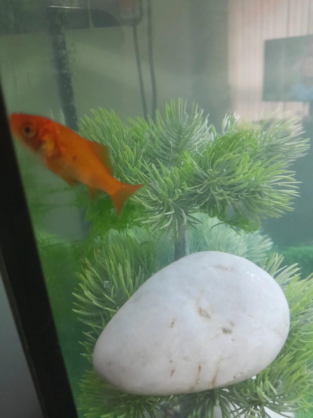 Two Orange Goldfish - photo 3