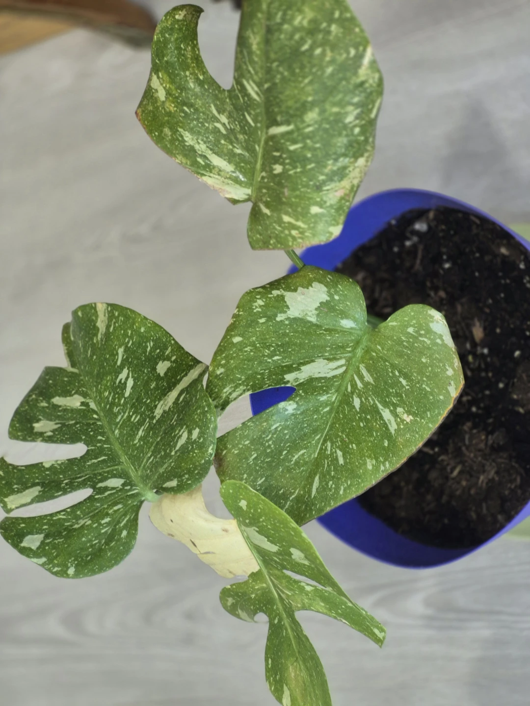 Monstera Thai Constellation Plant - photo 2