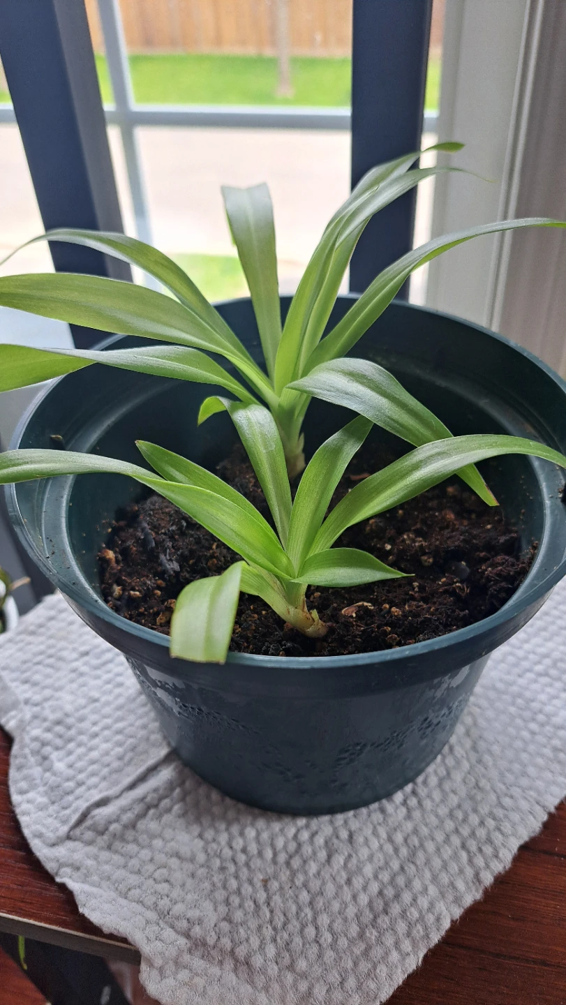 2 Spider Plant in one pot