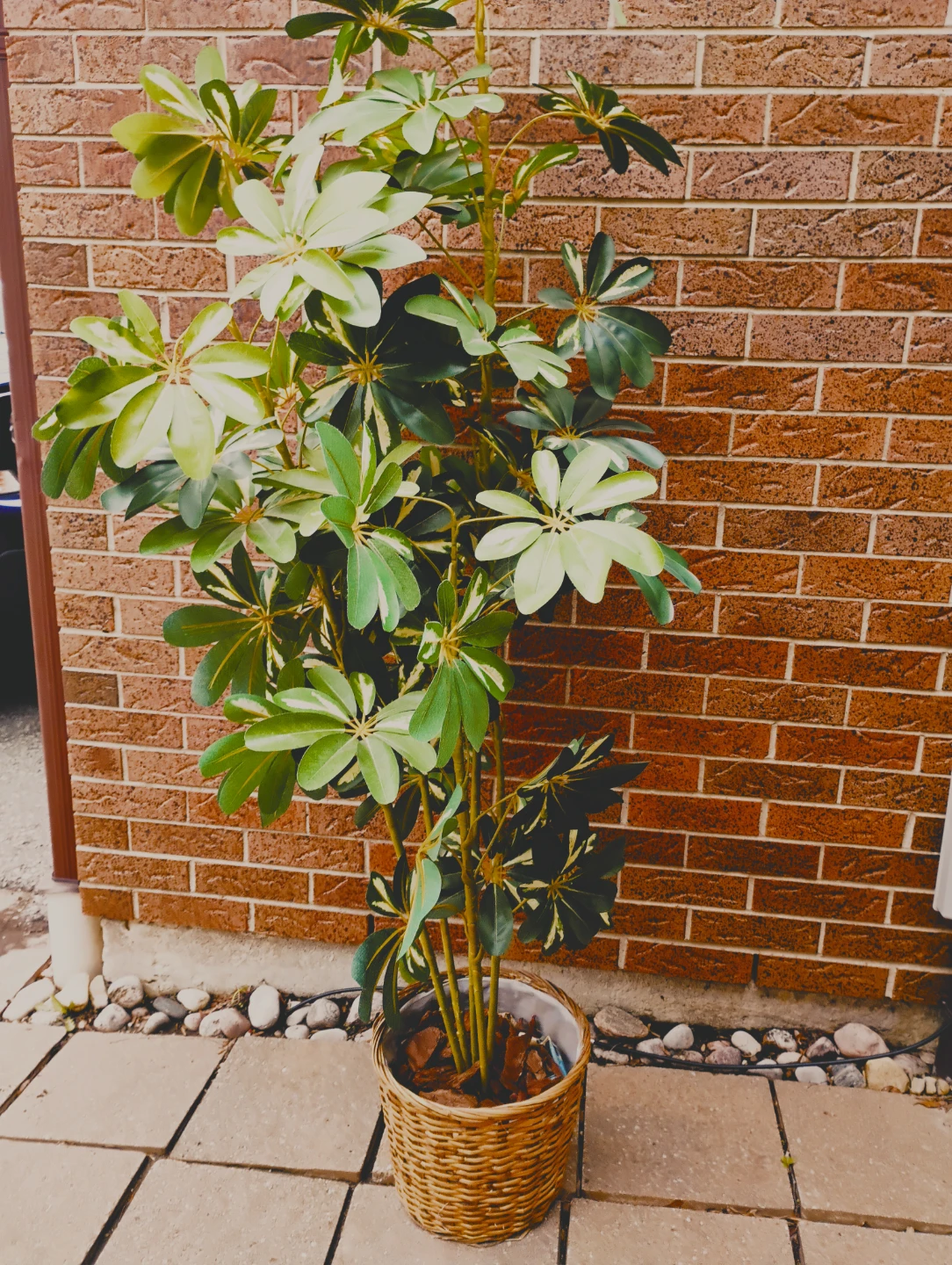 6 ft artifical plant in basket - photo 3