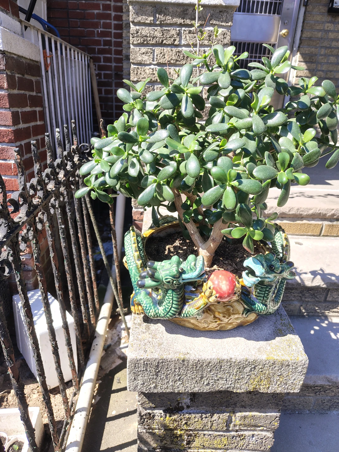Jade Plant in Dragon Planter