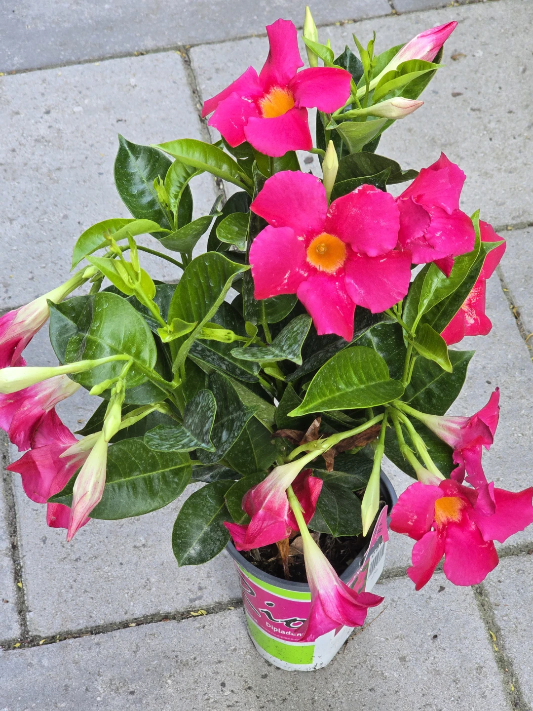 Dipladenia "Rio Pink" Plant - photo 2