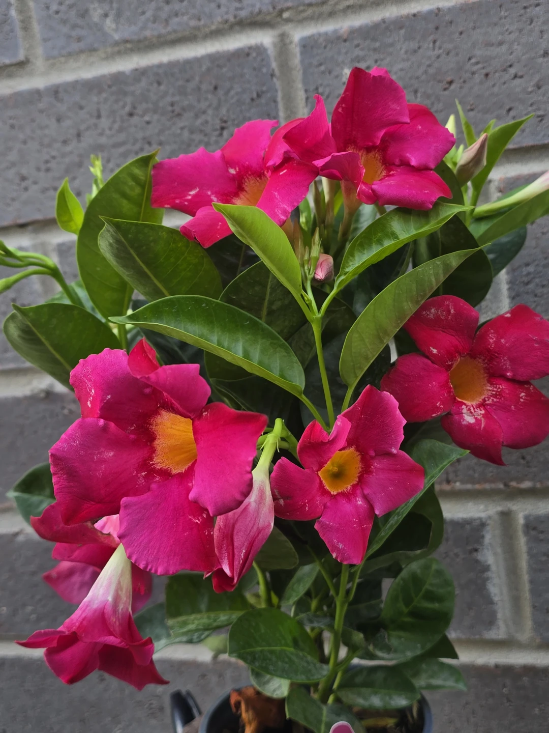 Dipladenia "Rio Pink" Plant - photo 4