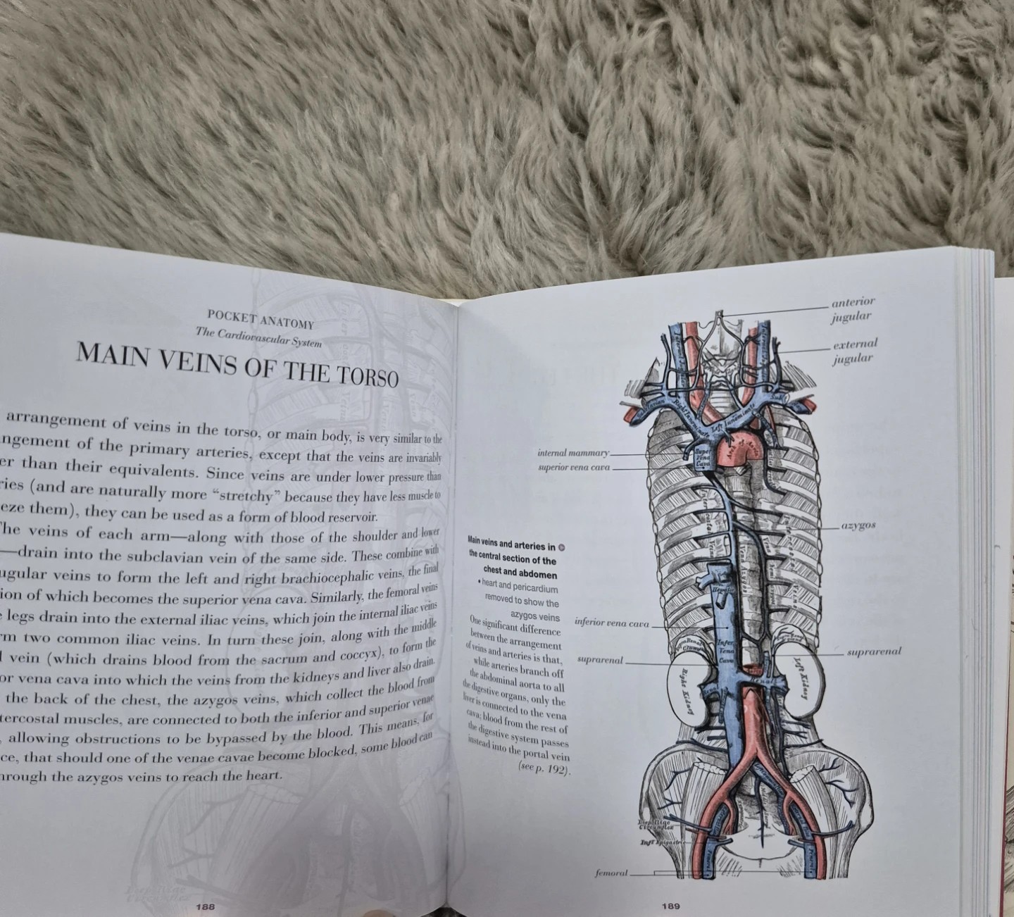 Anatomy: Gray's Anatomy Complete Guide for Artists & Students - photo 2