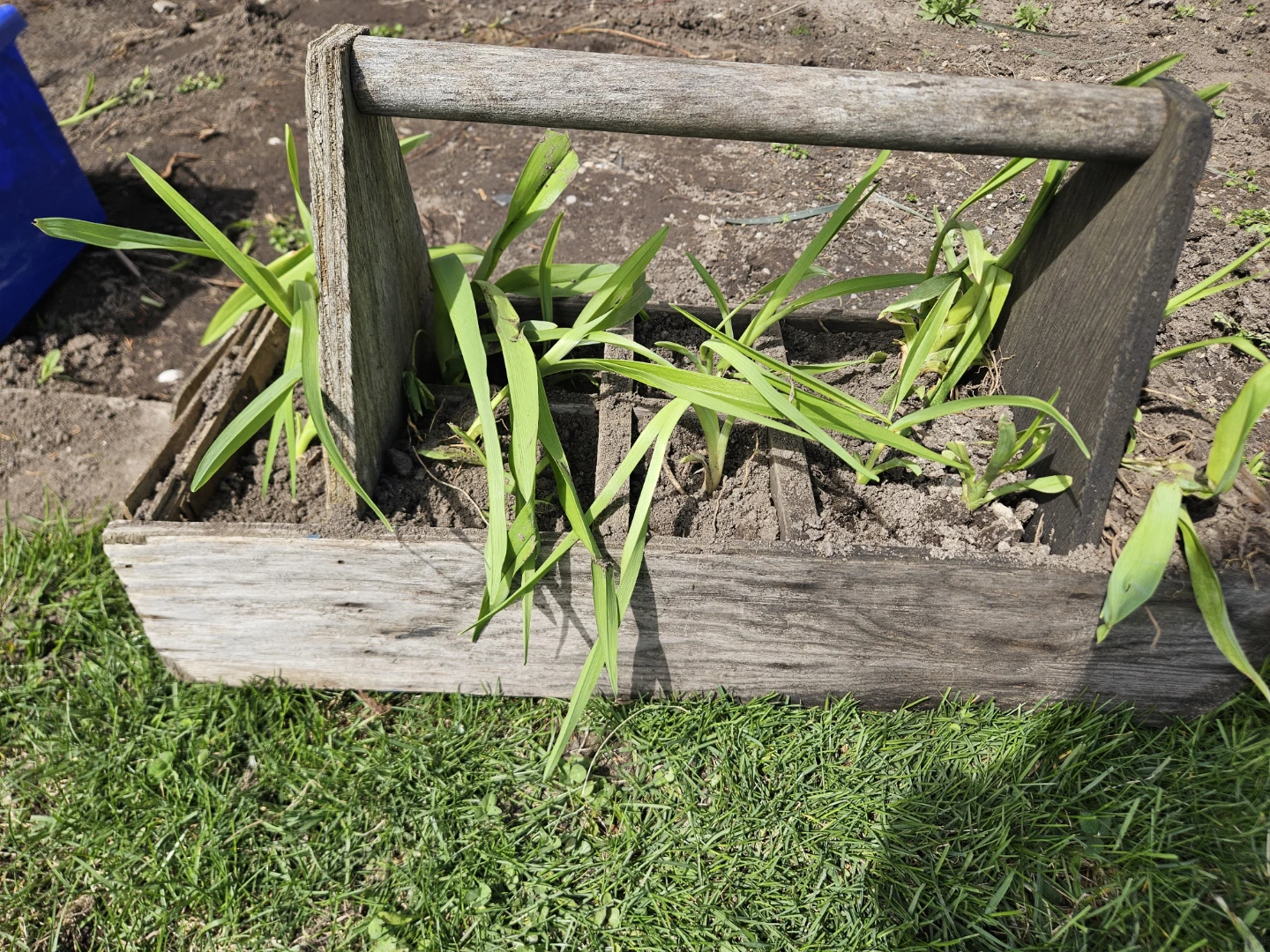 Wooden Garden Trug/Tool Carrier with perennial Lily
