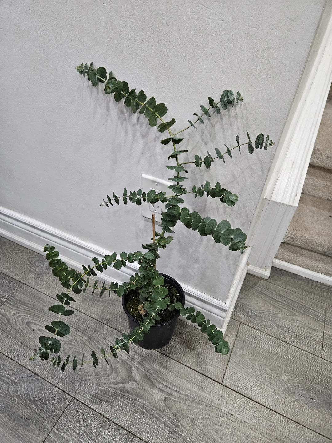 Eucalyptus Plant in Black  Pot