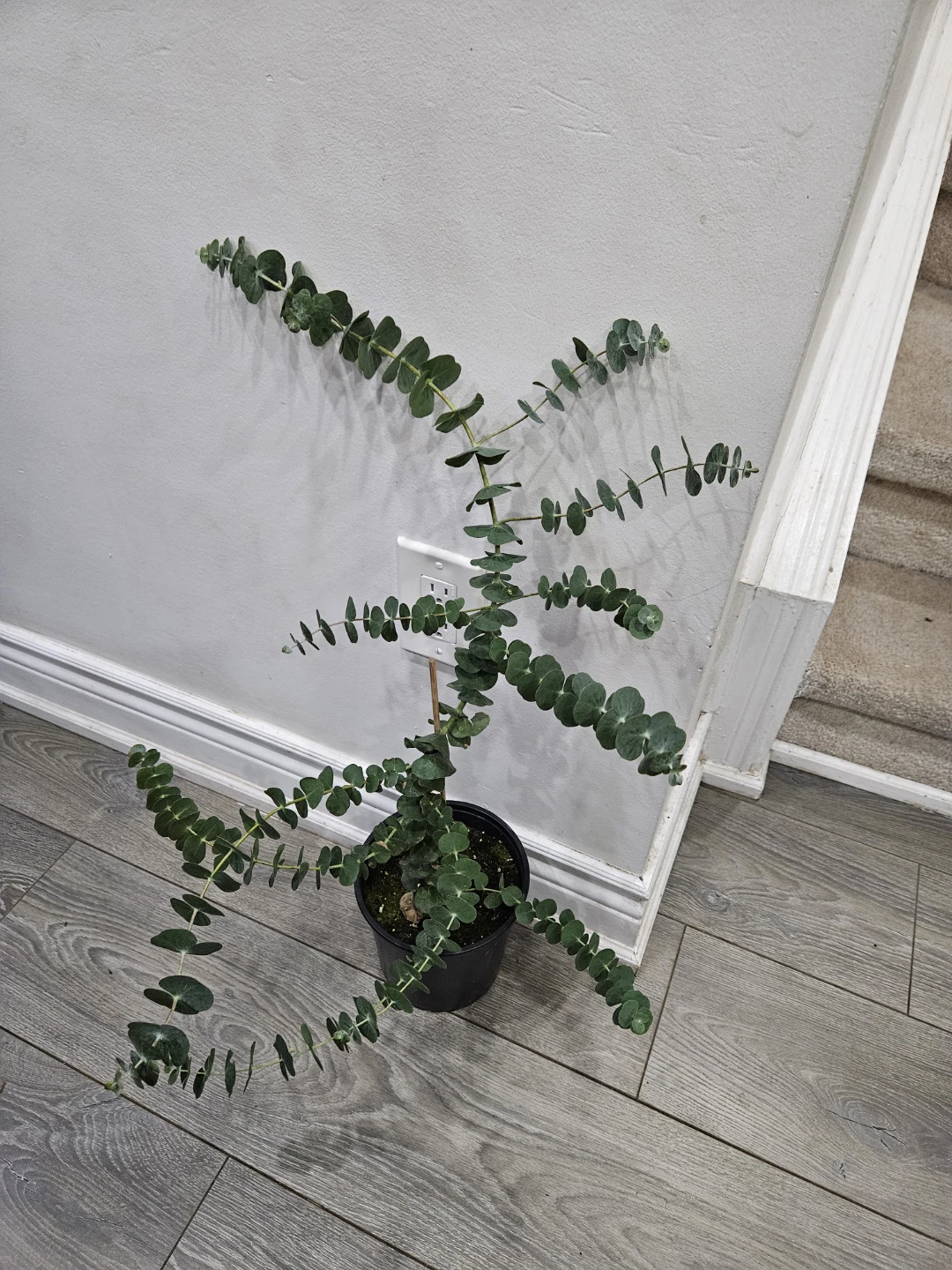 Eucalyptus Plant in Black  Pot - photo 2