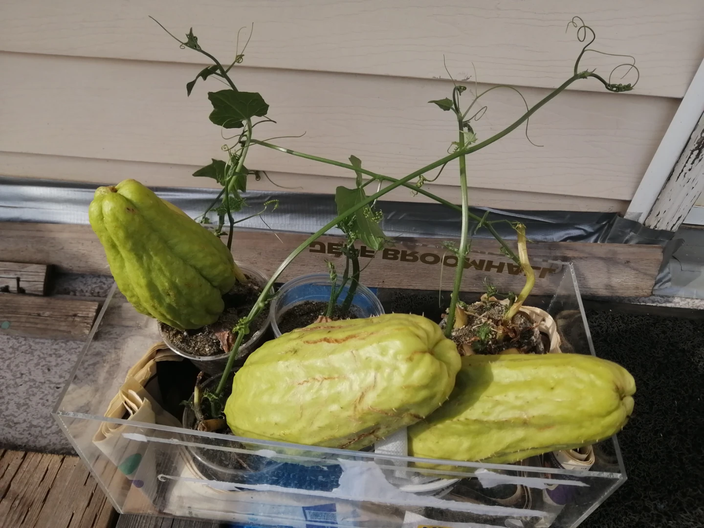 Chayote starters for Sale, Naturally Organic AndProductive - photo 3