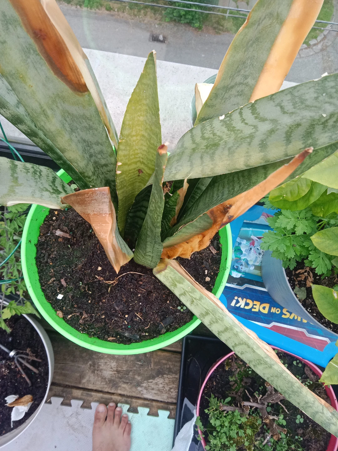 Snake Plant