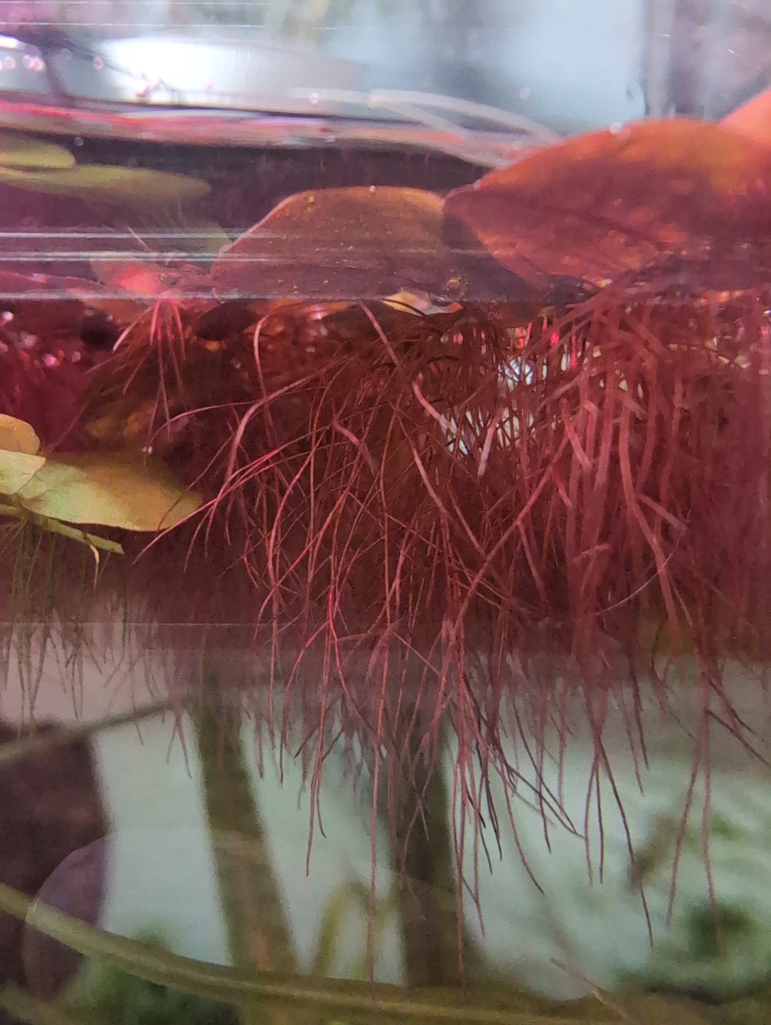 Per Ziploc bag - Red Root Floaters clusters - photo 2