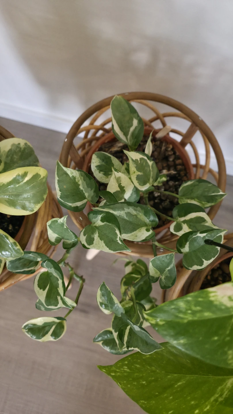 Rattan Plant Stand Set with Pots - photo 3