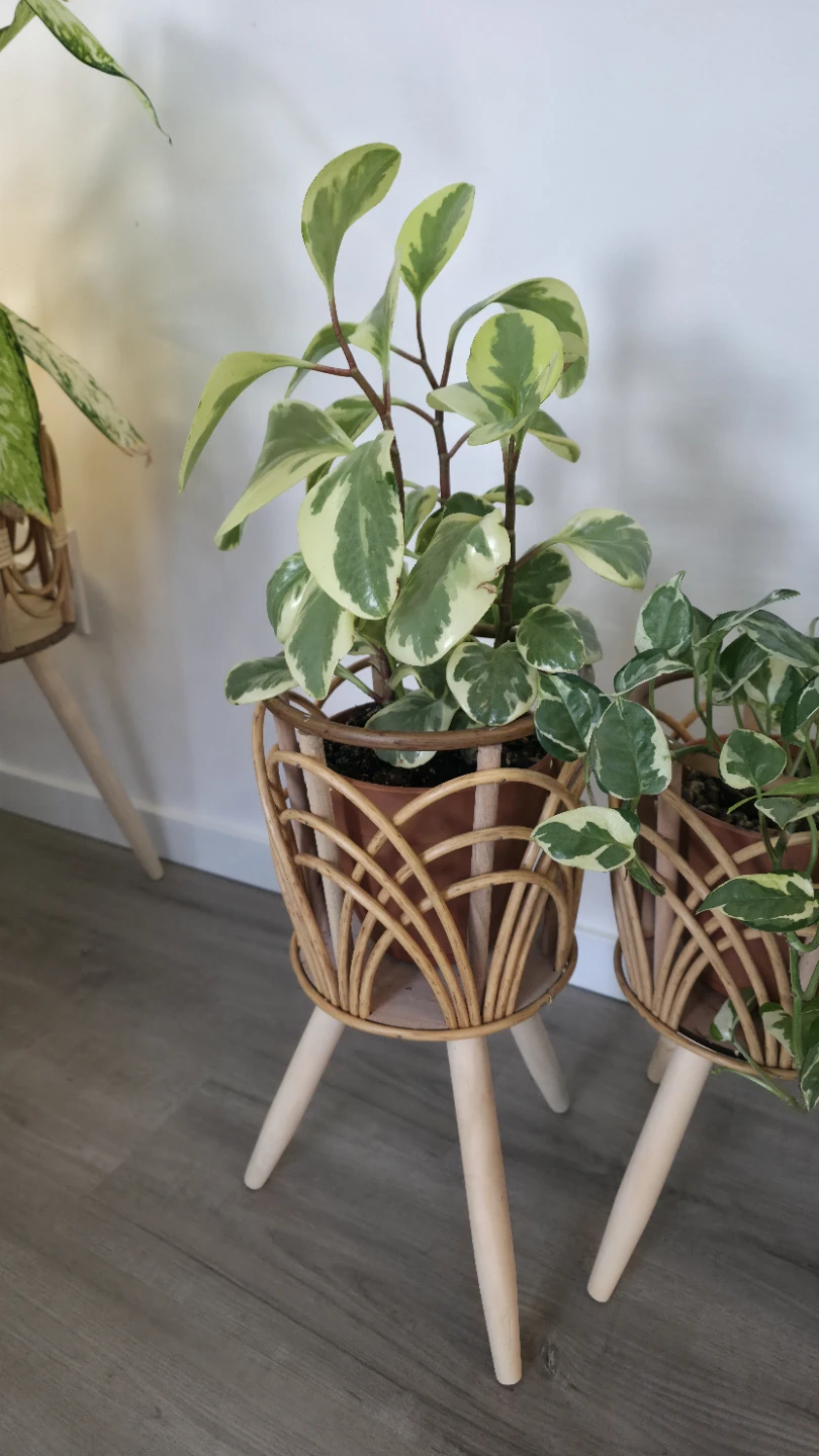 Rattan Plant Stand Set with Pots - photo 4