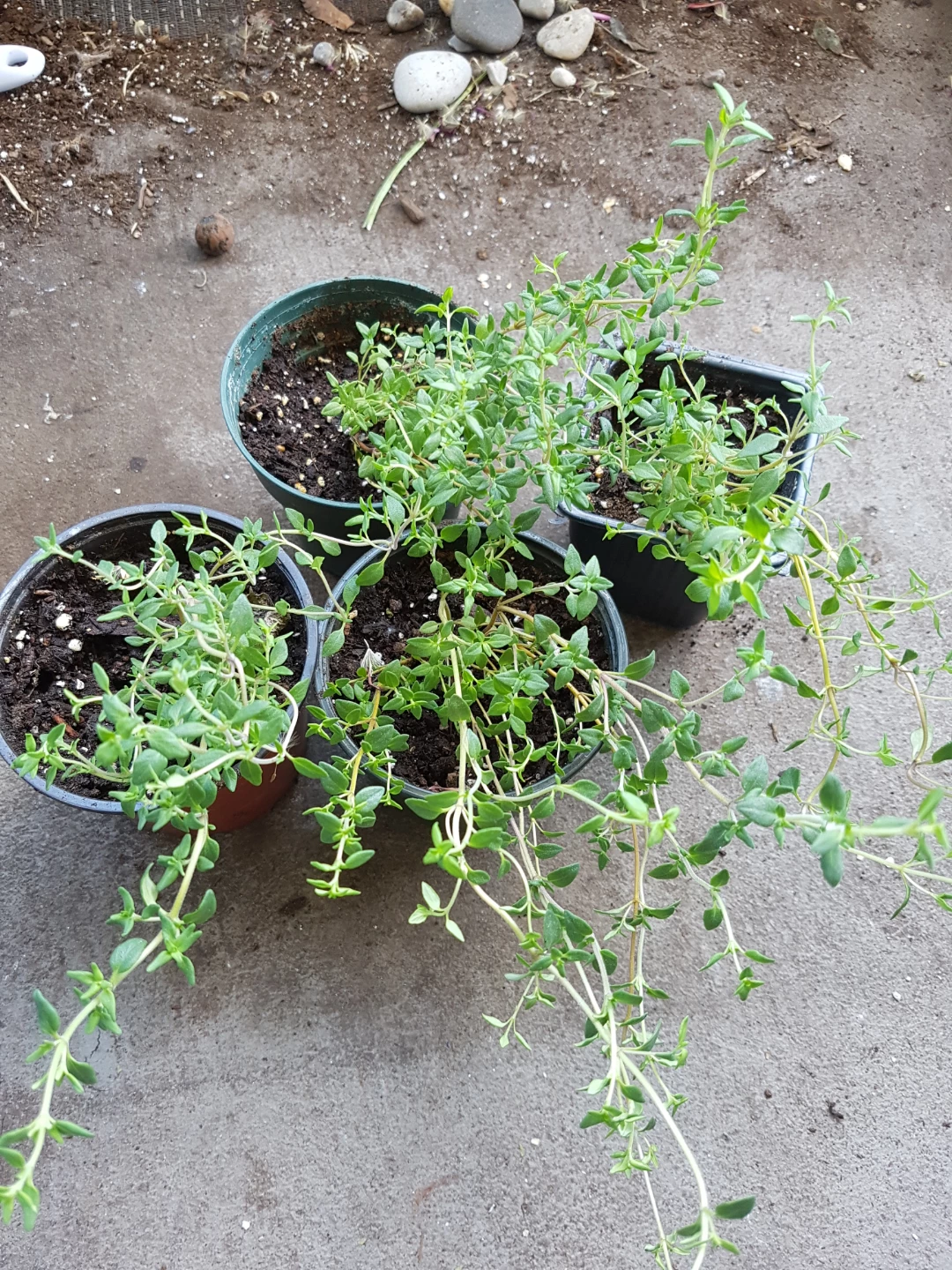 Four potted thyme plants
