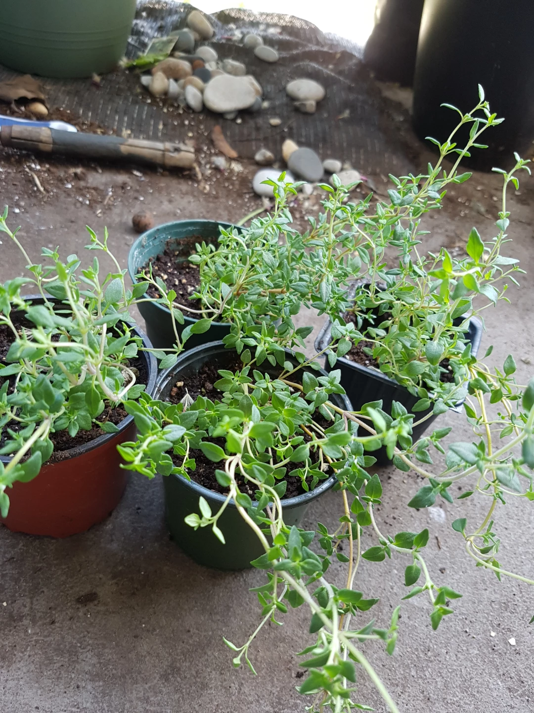 Four potted thyme plants - photo 2