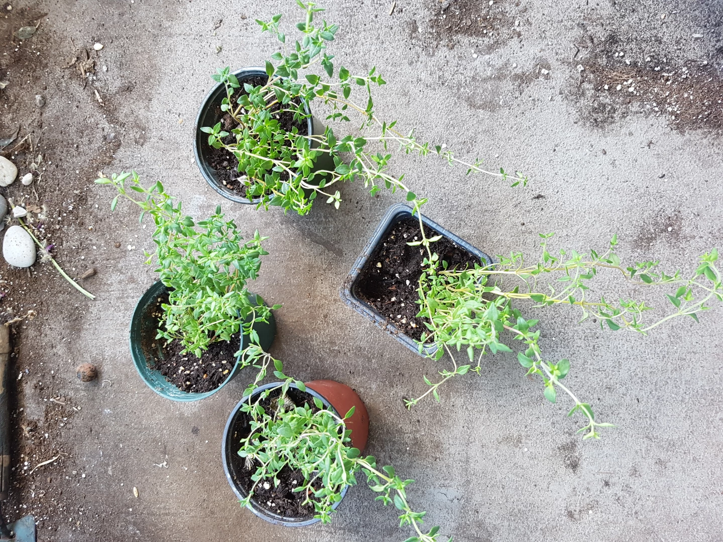 Four potted thyme plants - photo 4