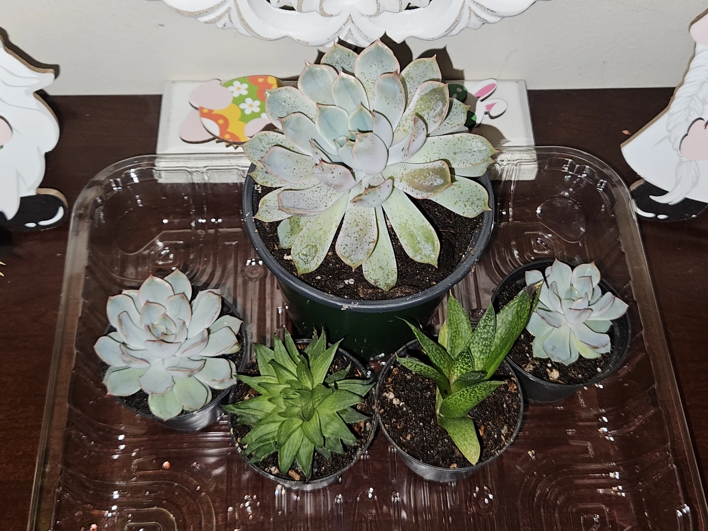 Succulents... more to come 🪴