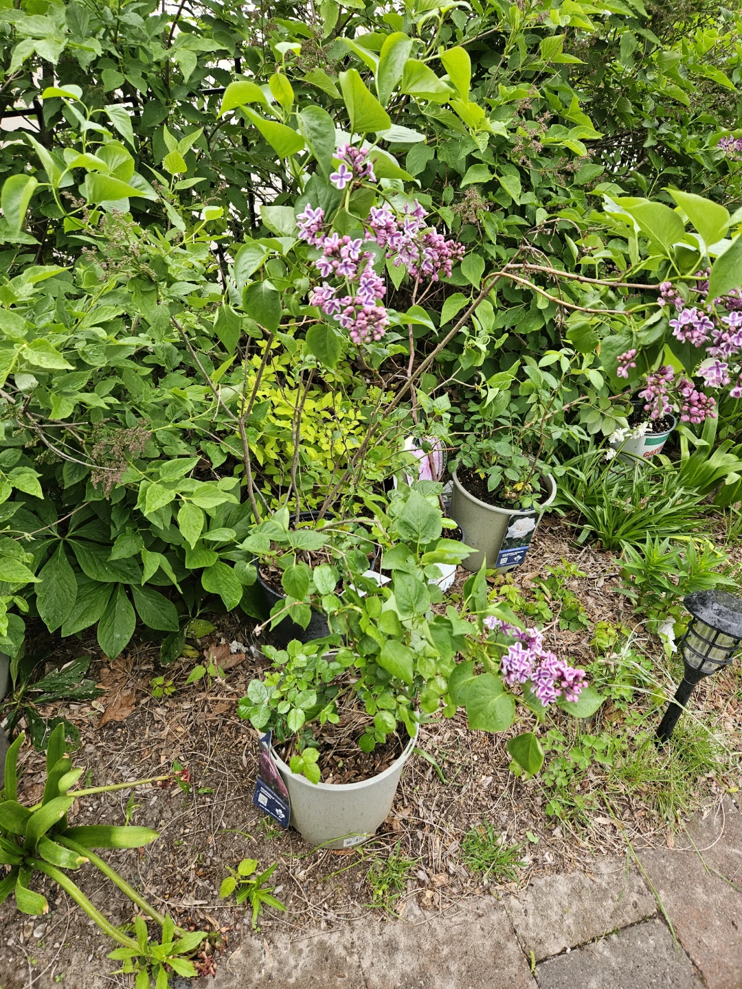 Lilac Bush in Pot