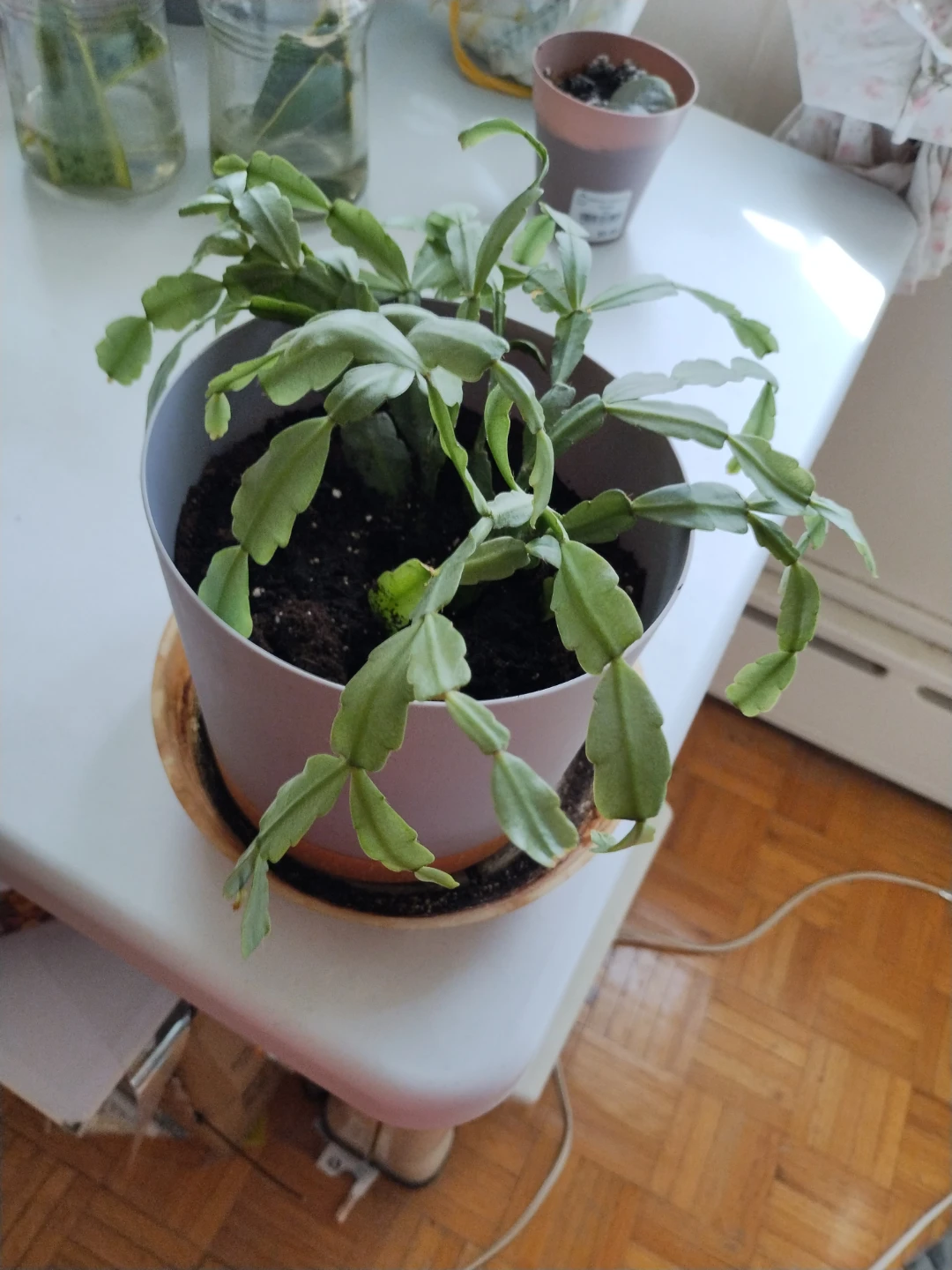 Christmas Cactus Plant