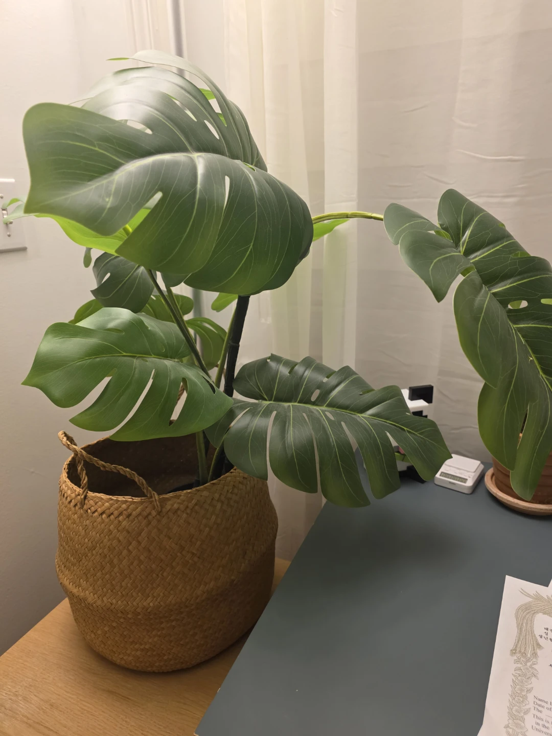 Faux Monstera Plant in Woven Basket