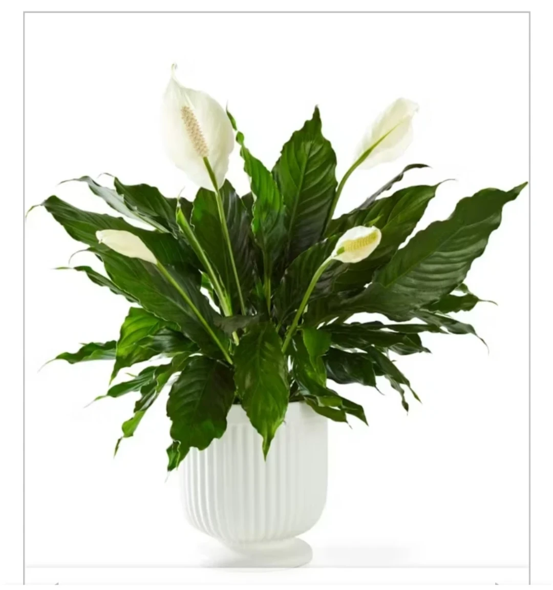 Peace Lily Plant in White Fluted Pot - photo 2