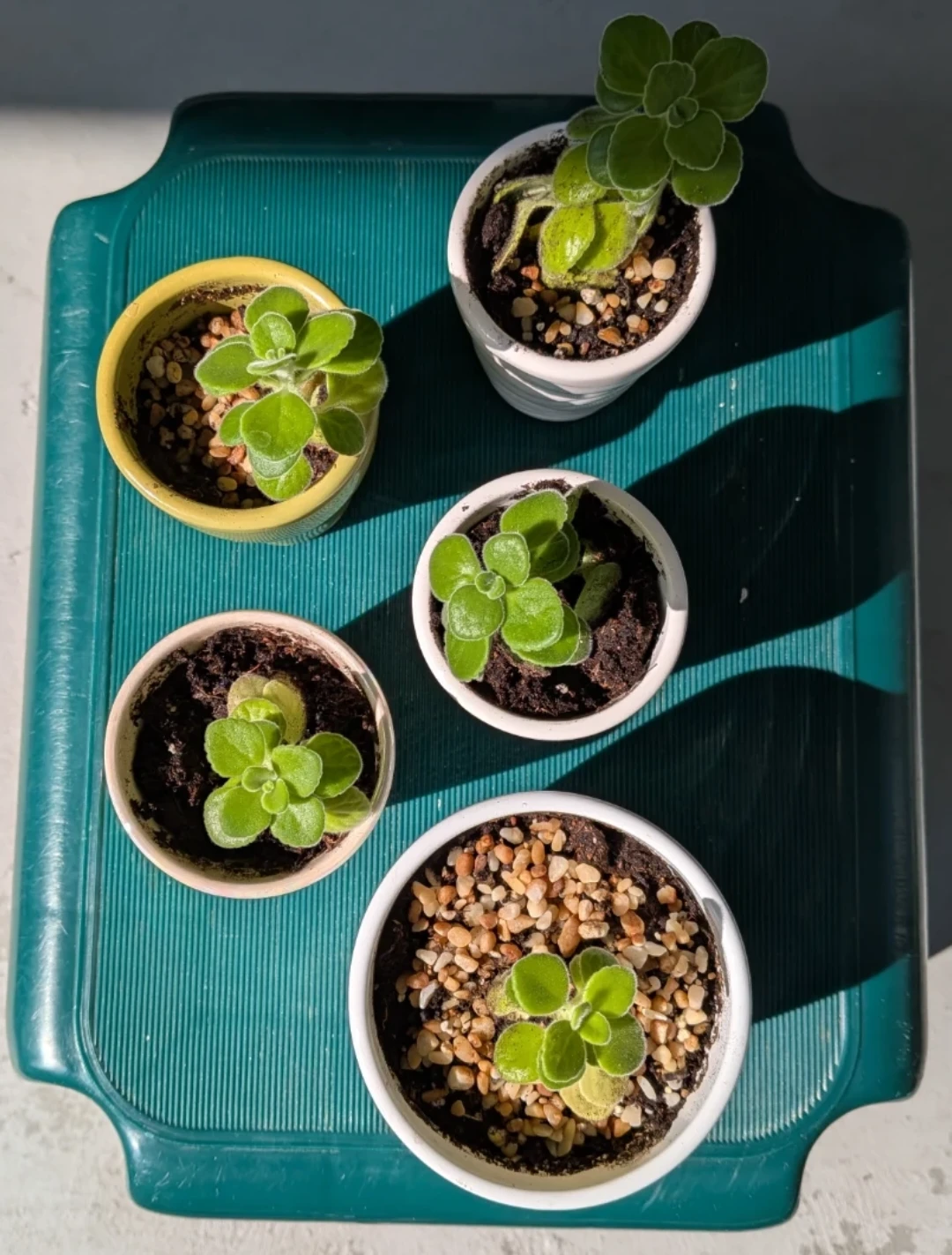Spring Sale - Assorted Potted Succulents - photo 3