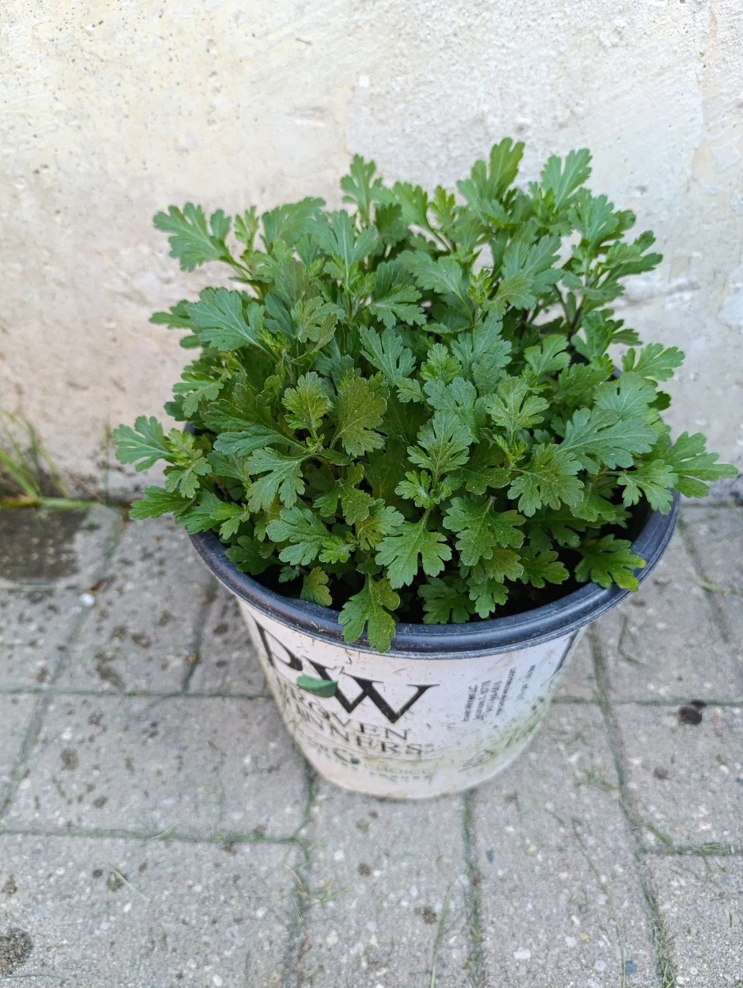 Mums Plant