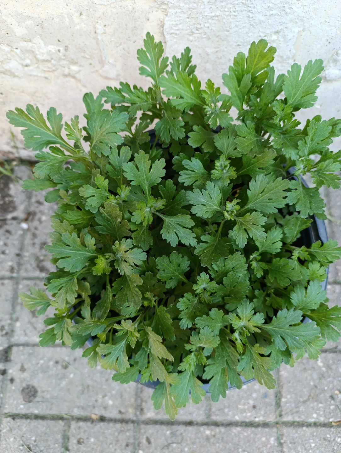 Mums Plant - photo 2