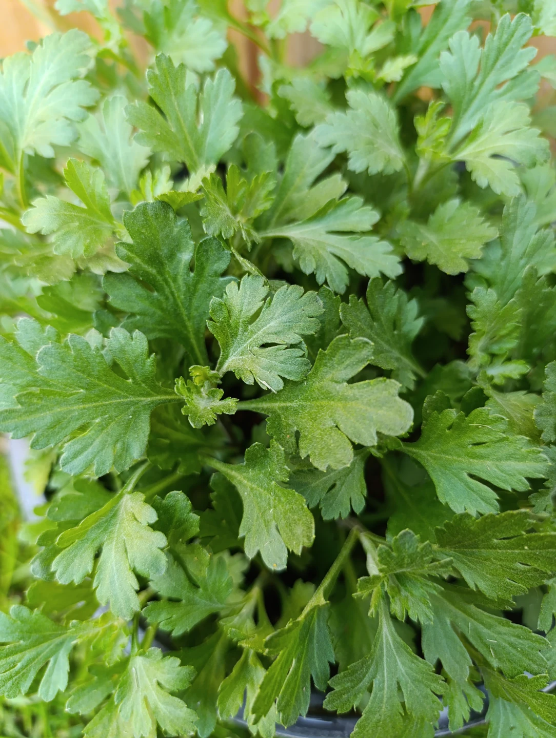 Mums Plant - photo 3
