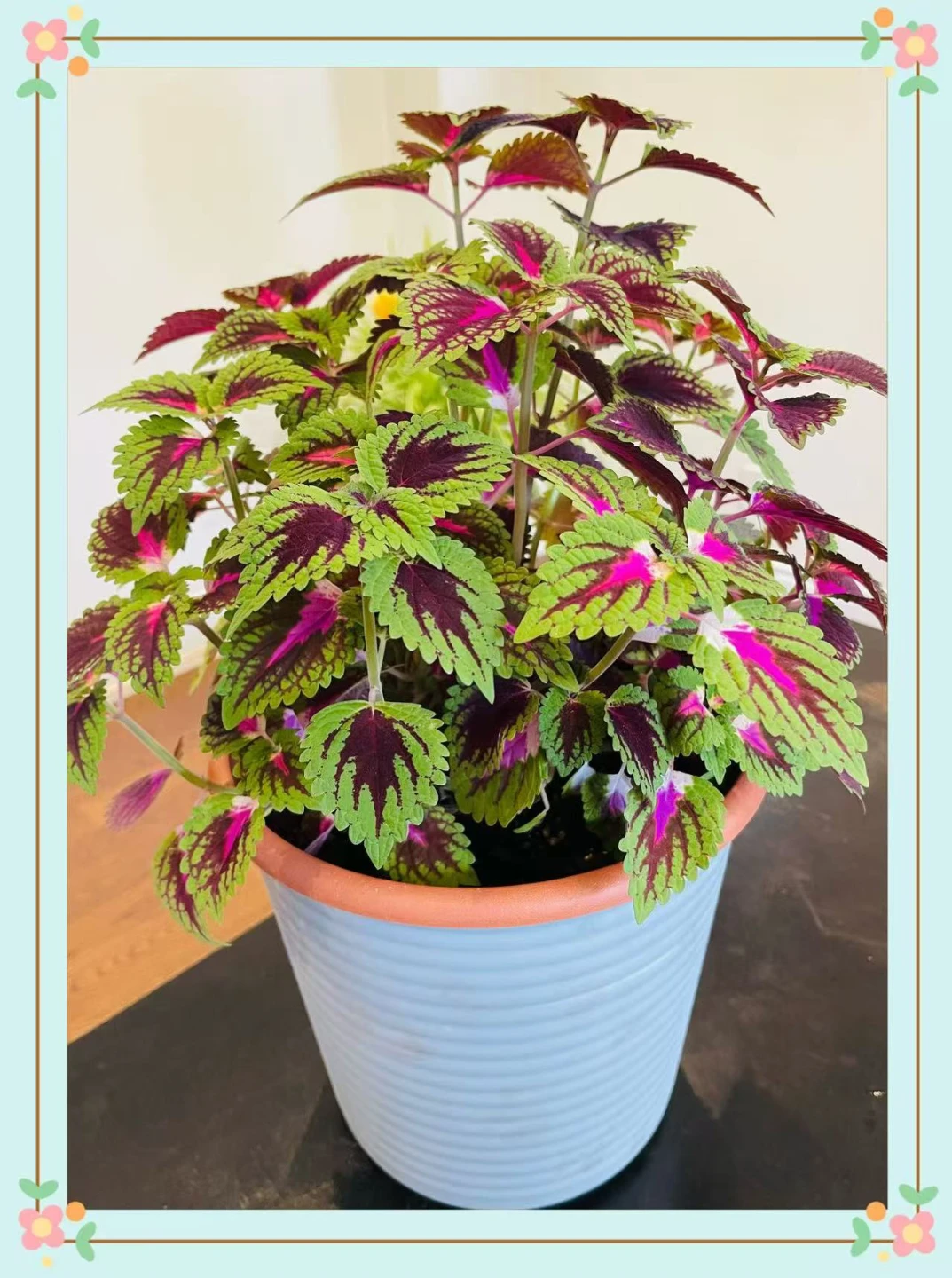 Coleus Plant in Blue Pot