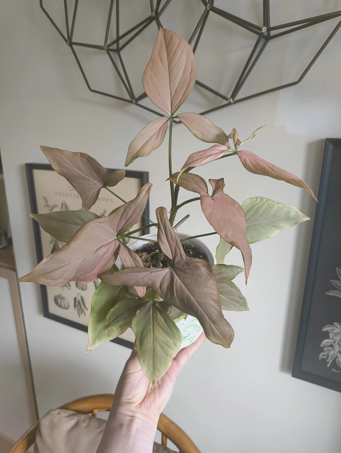 Syngonium red spot tricolour (reverted)