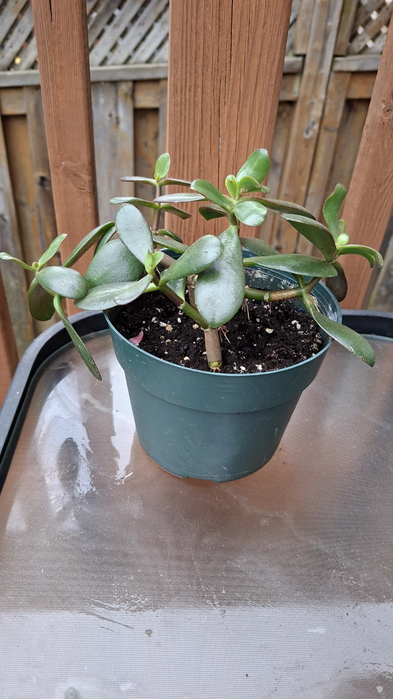Jade Plant in Ceramic Green Pot - photo 4
