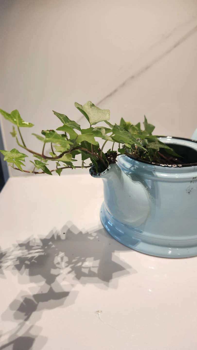 Turquoise teapot planter with ivy plant - photo 2