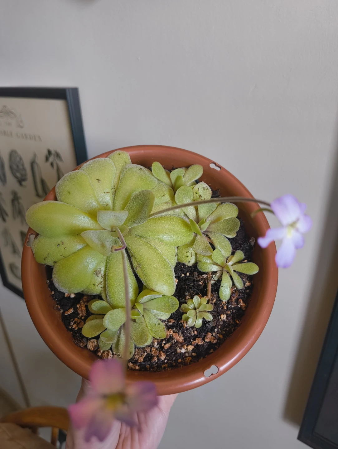 🌱 Pinguicula agnata plants 🌸