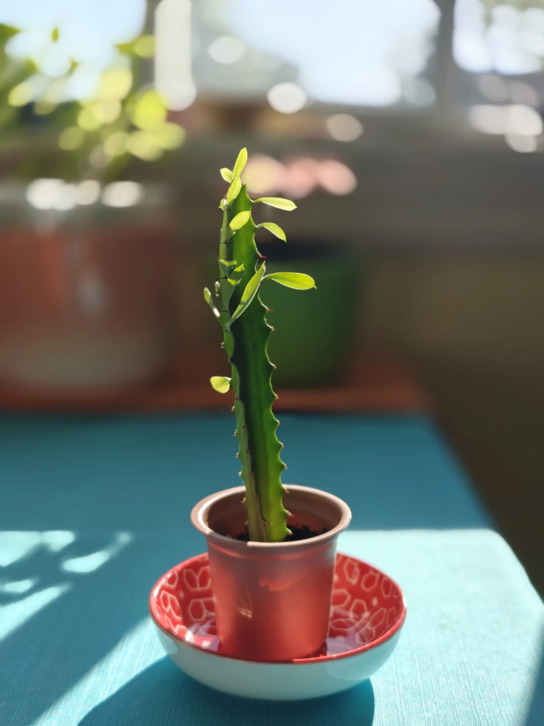 5" Potted Euphorbia Trigona (African Milk Tree)