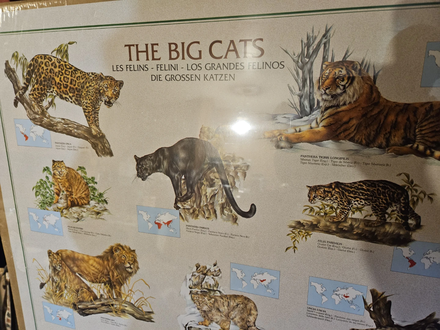 The Big Cats Educational Poster - photo 4