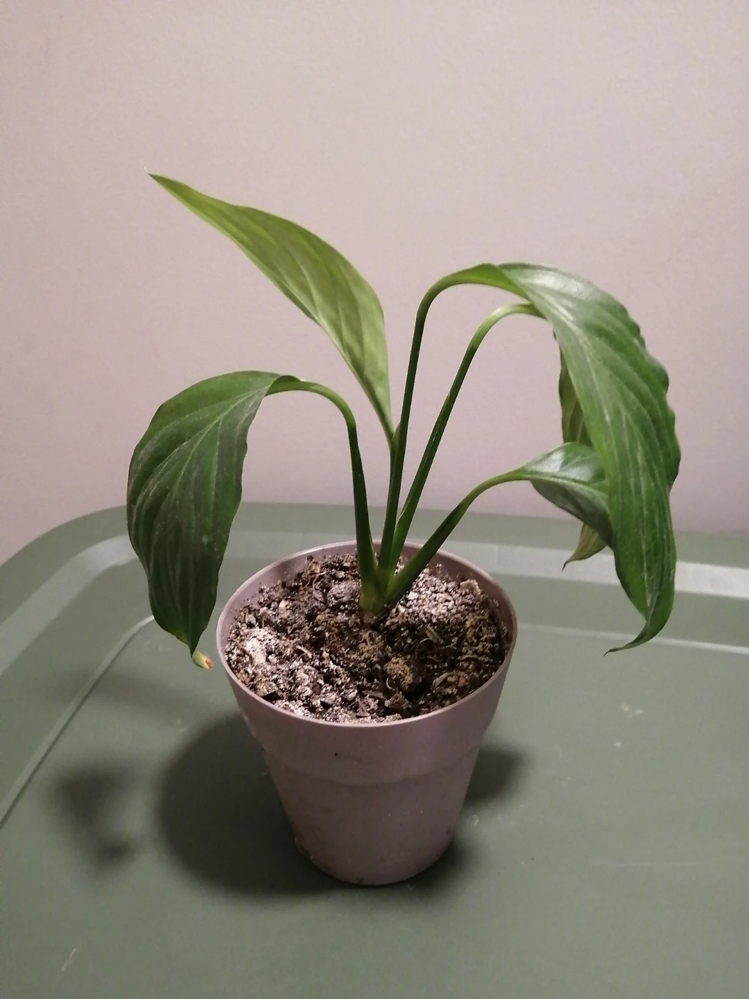 Potted Peace Lily Plant