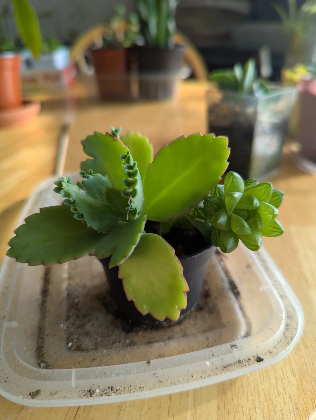 Small Succulent Plant( mother of thousands and succulents)