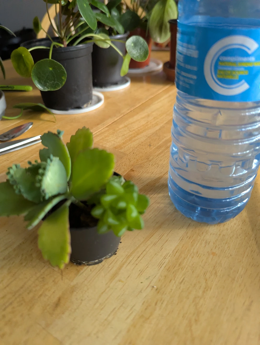 Small Succulent Plant( mother of thousands and succulents) - photo 2