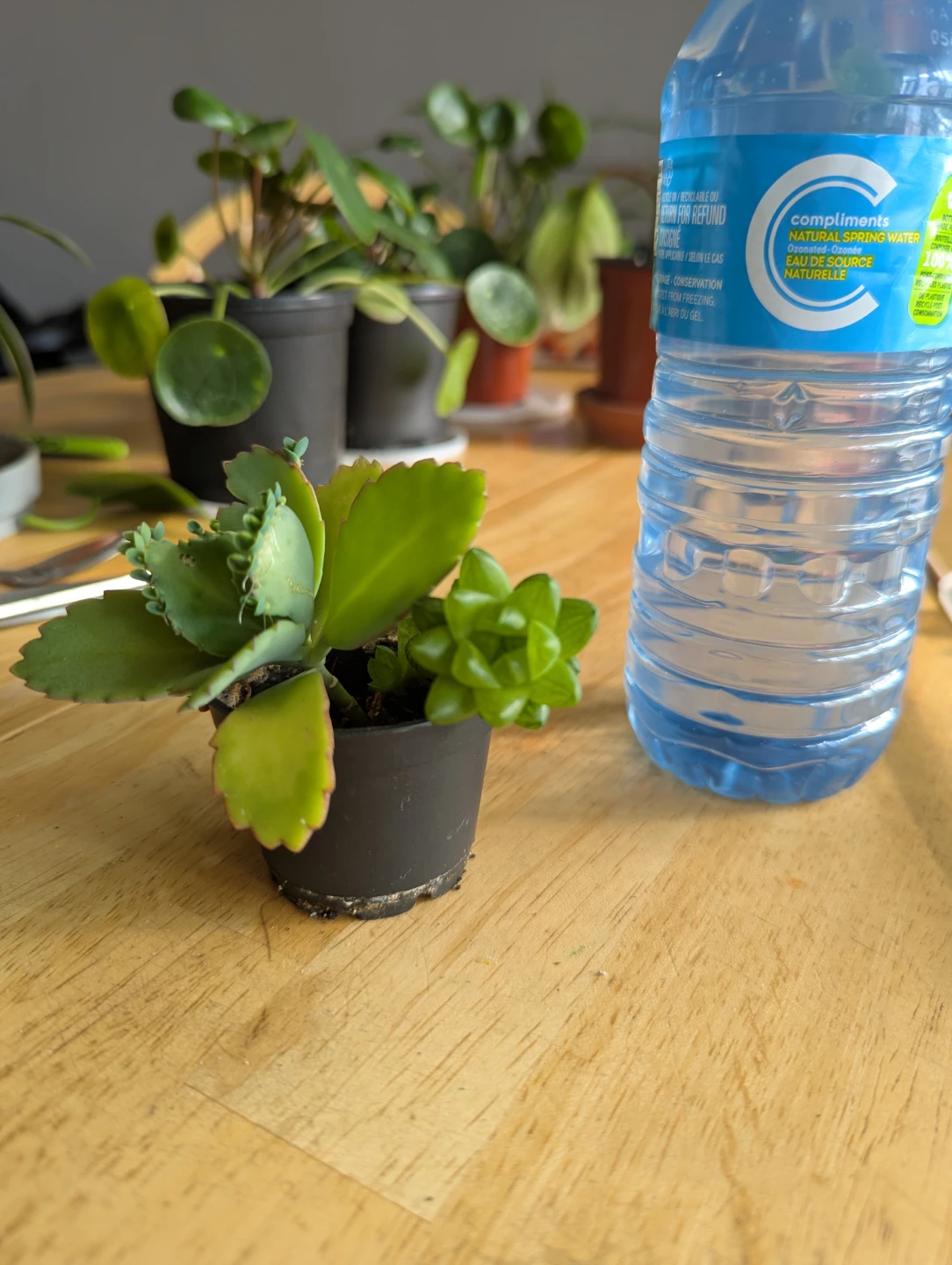 Small Succulent Plant( mother of thousands and succulents) - photo 3