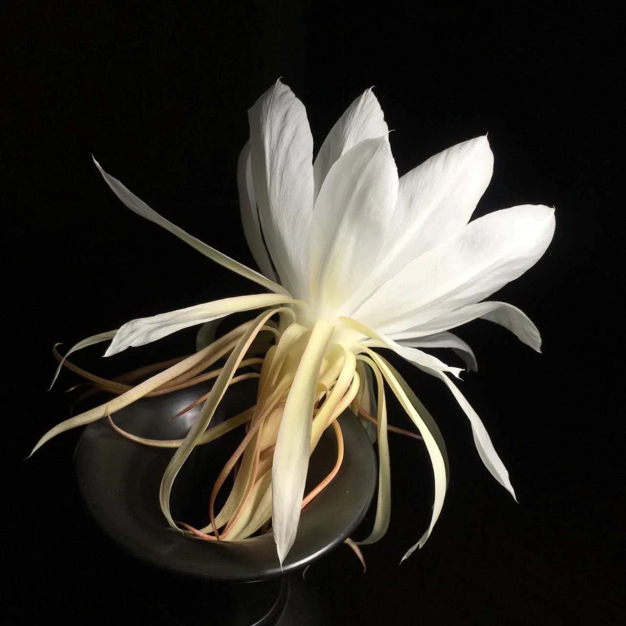 The Queen of the Night (‌Epiphyllum oxypetalum) - photo 3