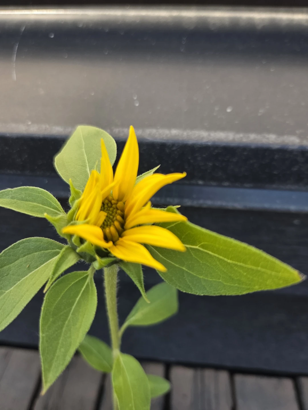 Sunflower seedlings 2 in pot