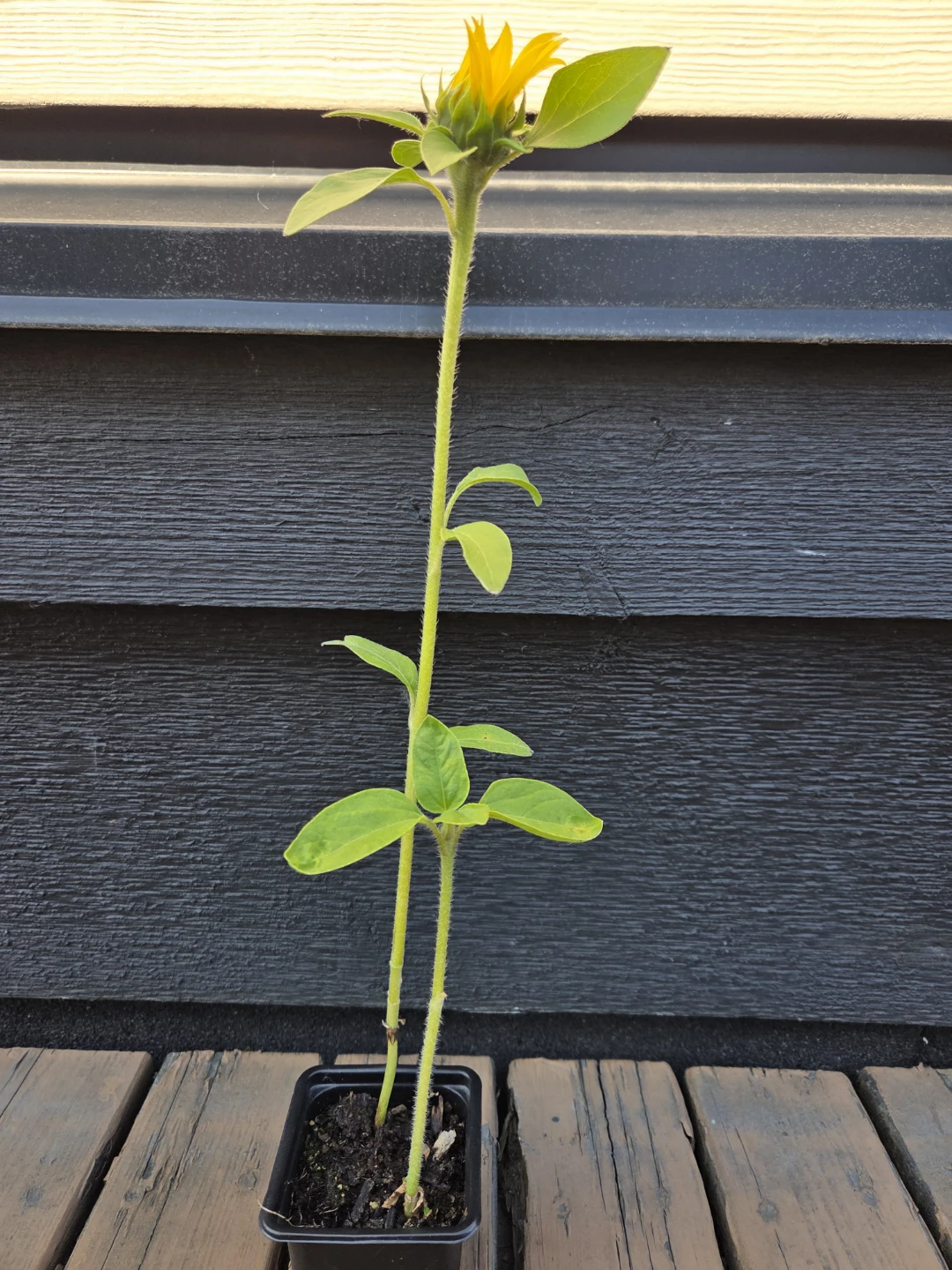 Sunflower seedlings 2 in pot - photo 2
