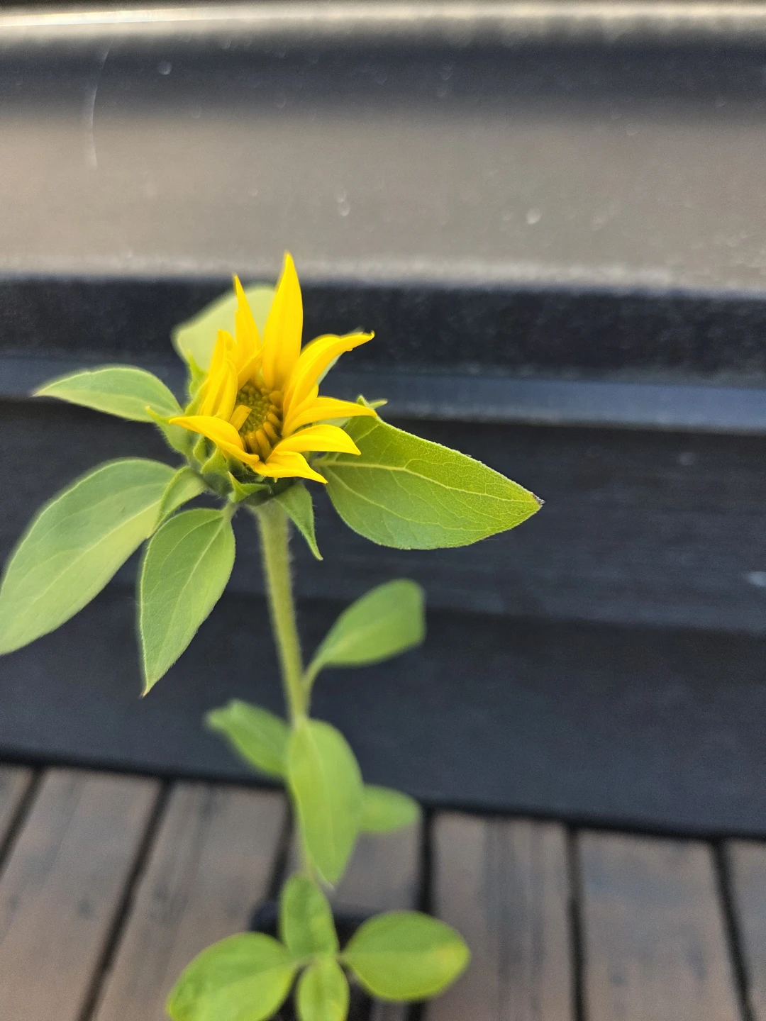 Sunflower seedlings 2 in pot - photo 3